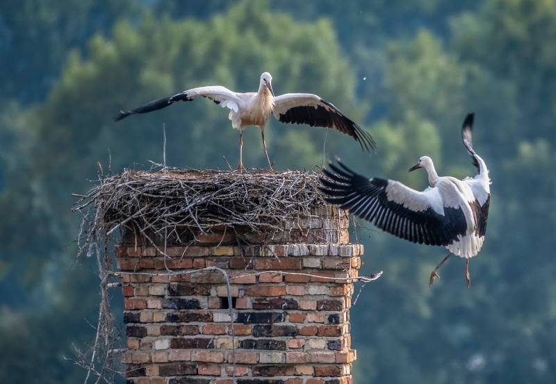 Professional Chimney Animal Removal Services in Clarksburg, Maryland