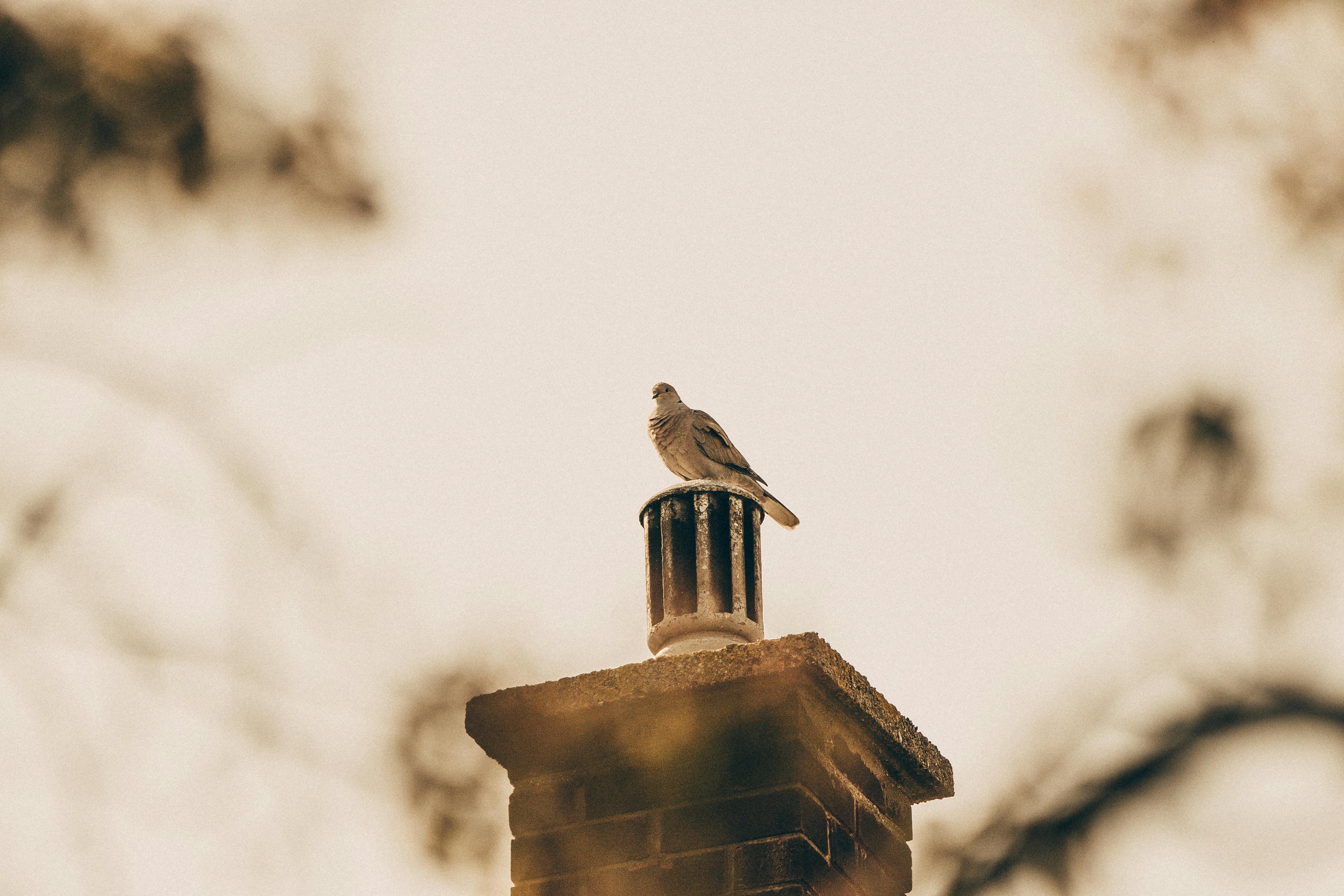 Professional Chimney Cap and Damper In Clarksburg Maryland